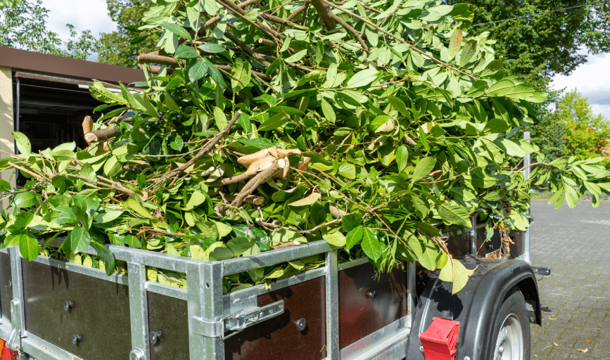 YARD CLEANUP